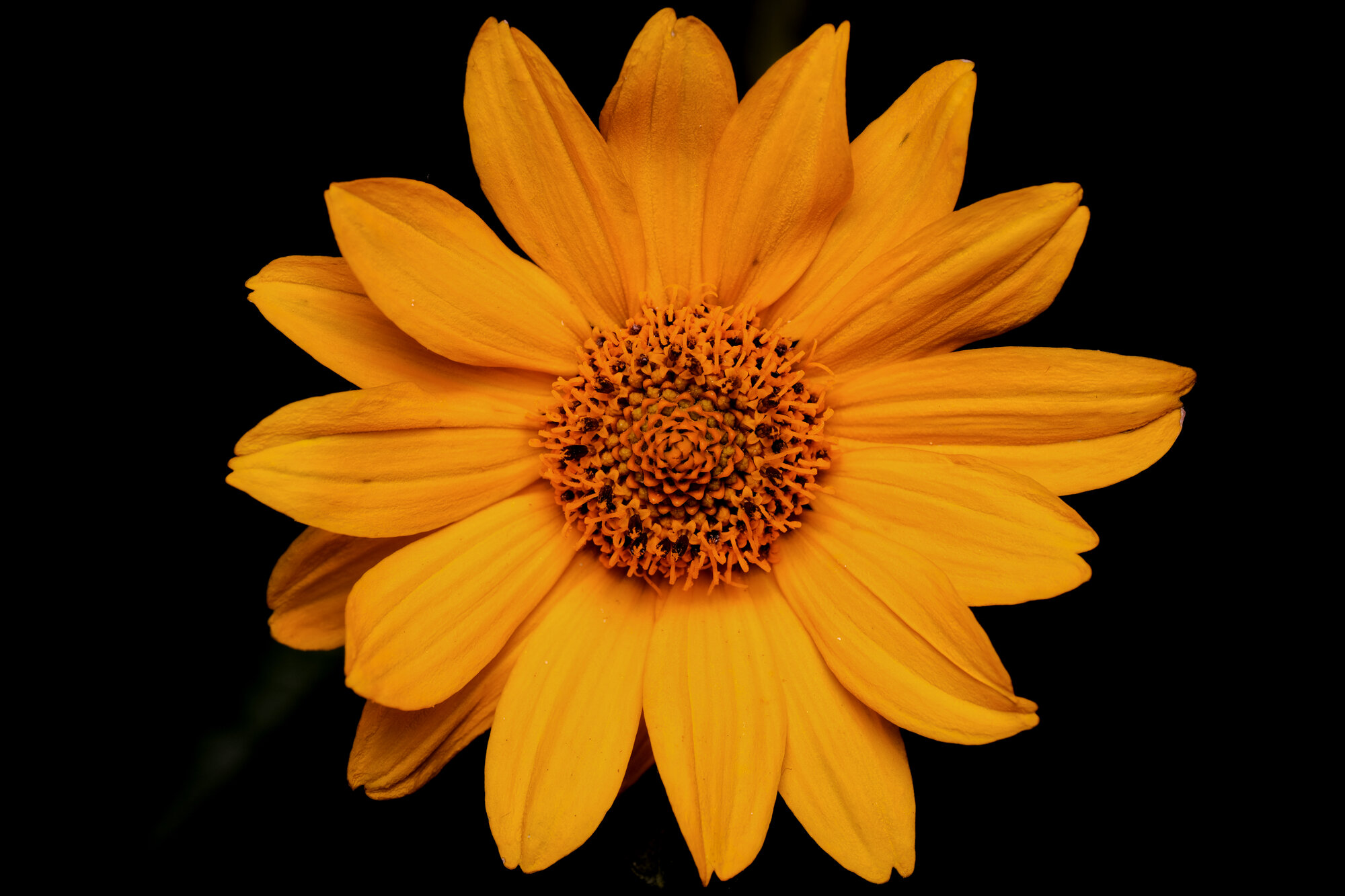 DSCF1394.jpg