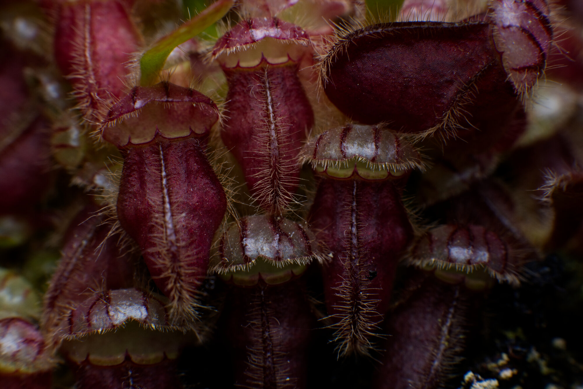 DSCF2253.jpg