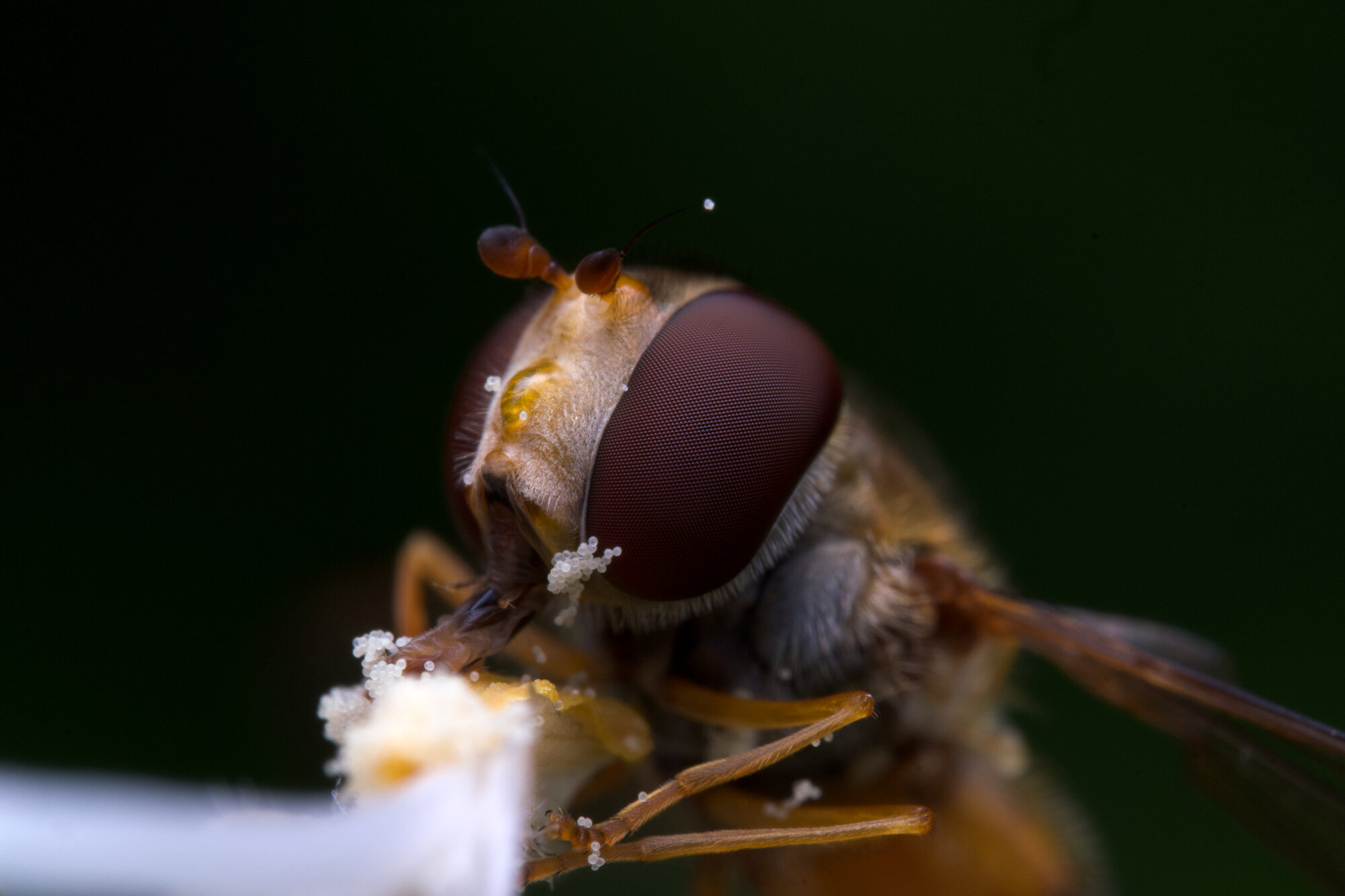 DSCF2485.jpg
