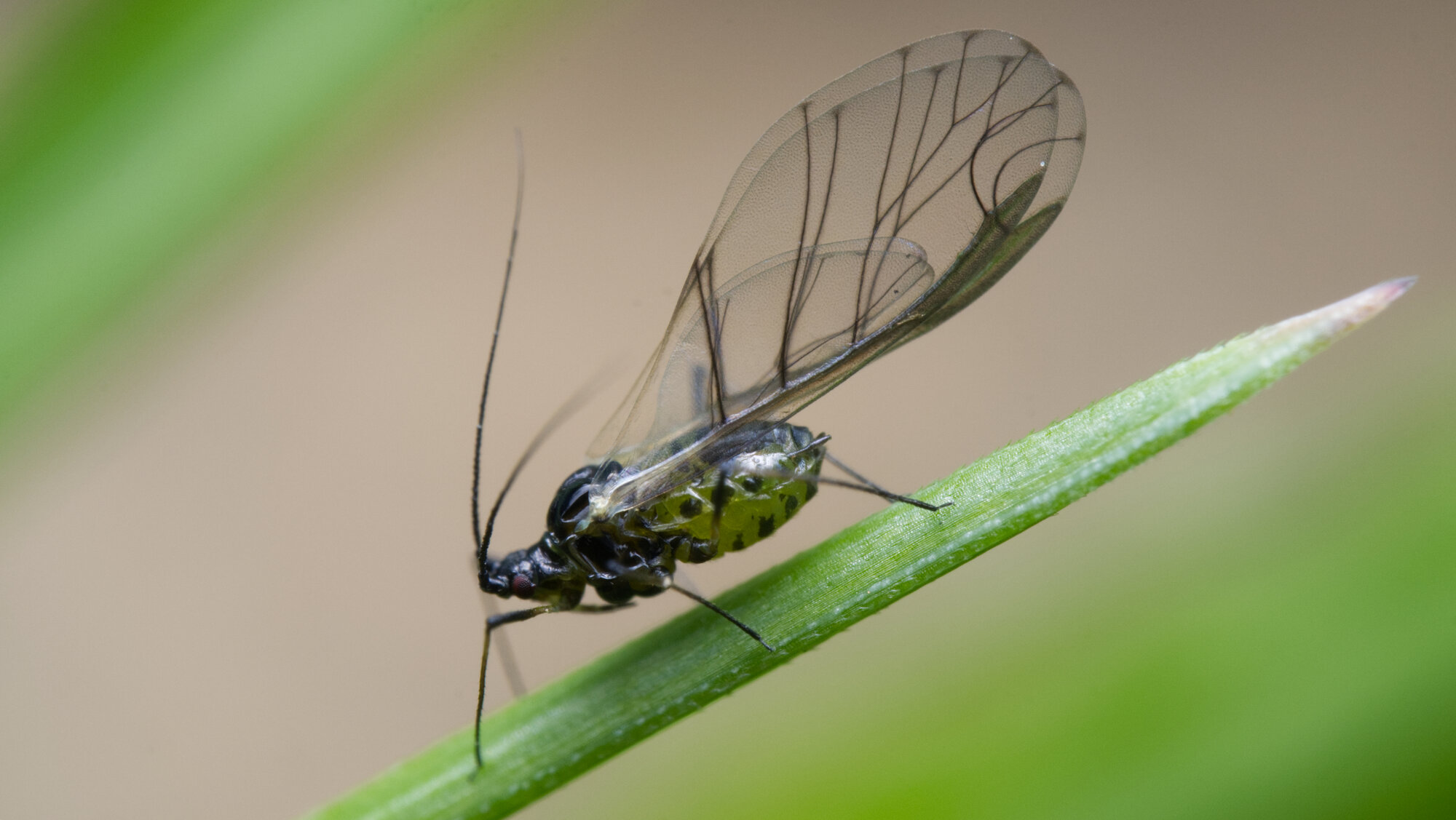 DSCF2498.jpg