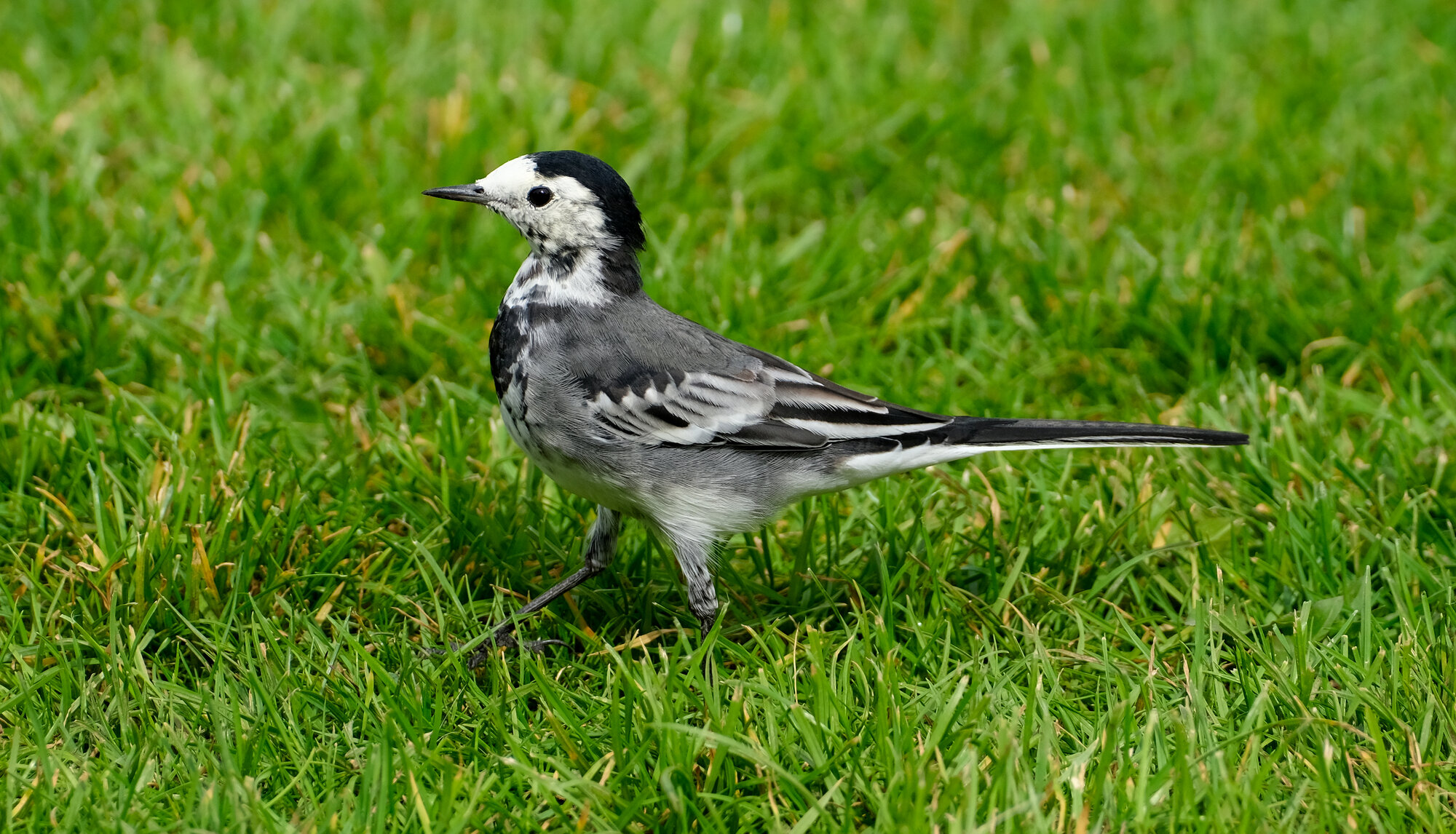 DSCF3571.jpg