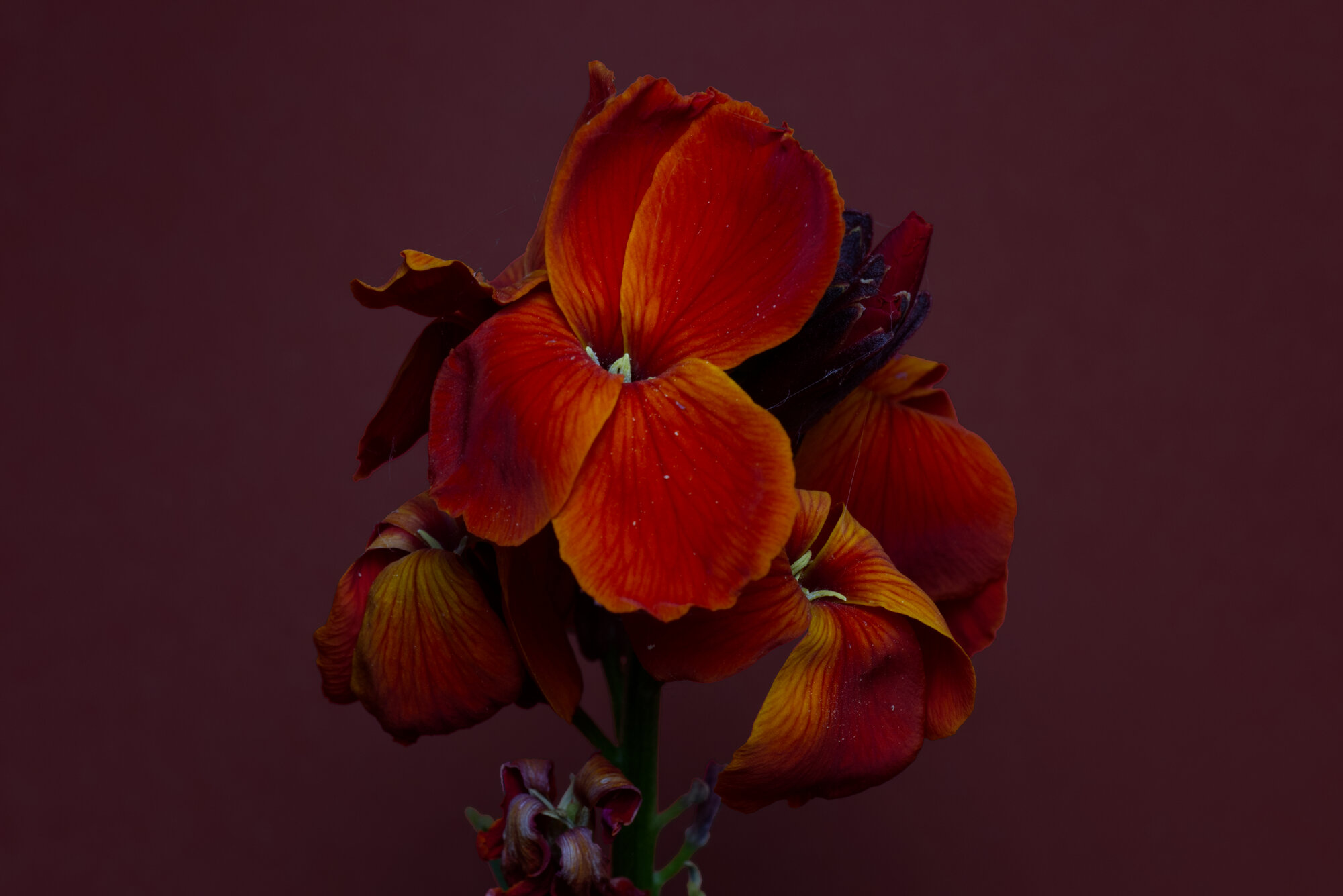 DSCF3719.jpg