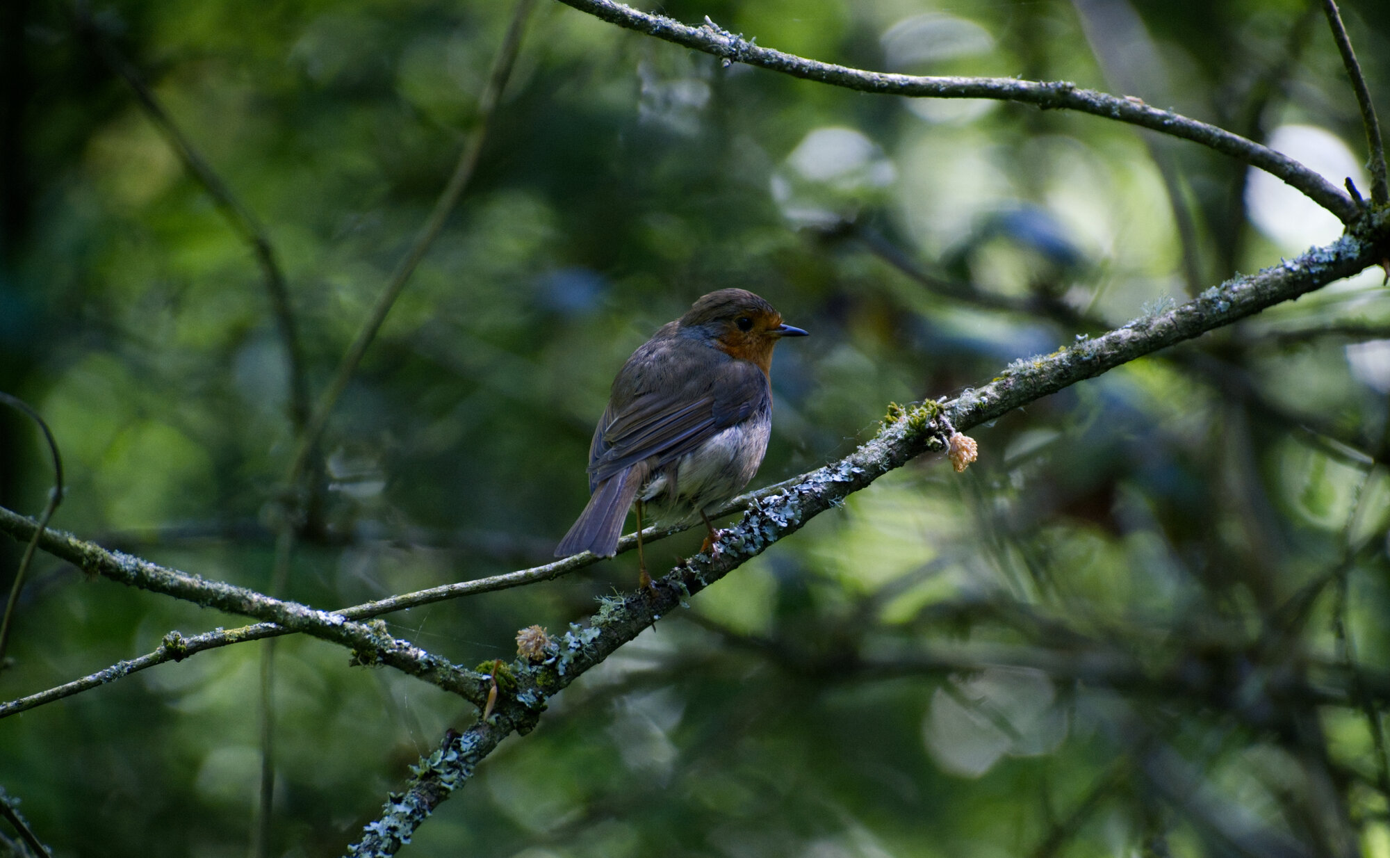 DSCF3798.jpg
