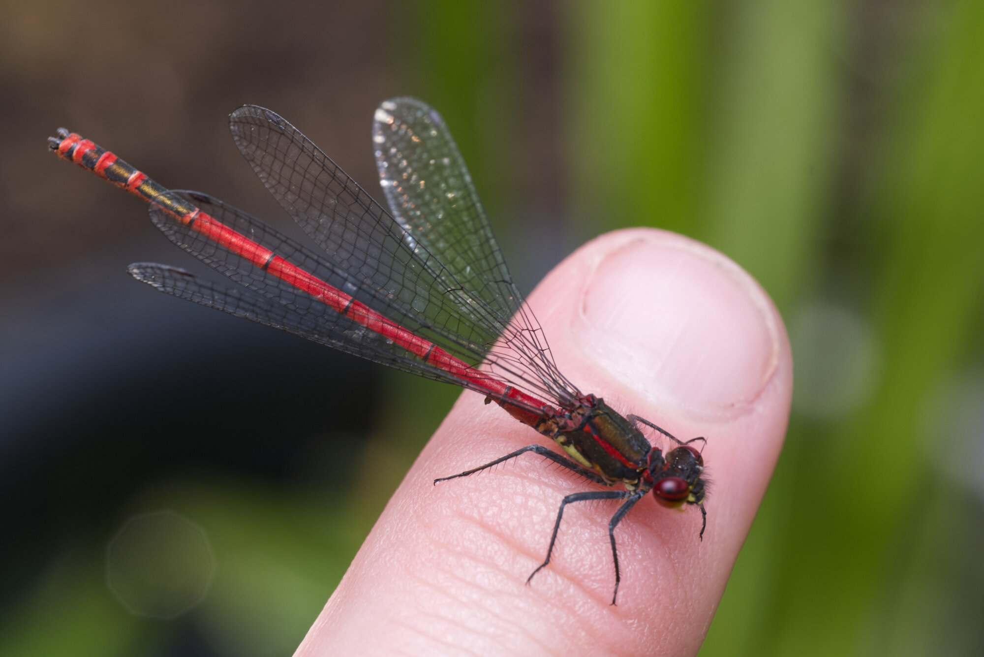 DSCF4112.jpg