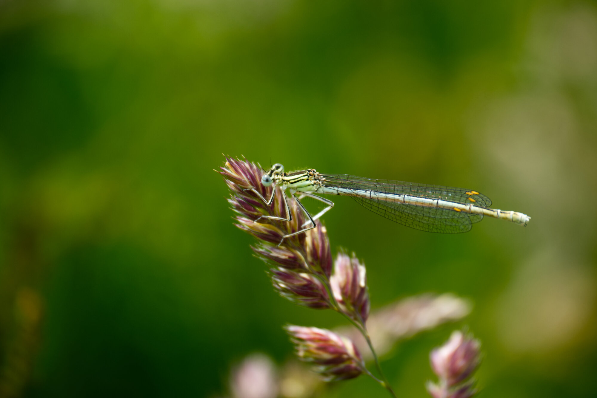 DSCF4188.jpg
