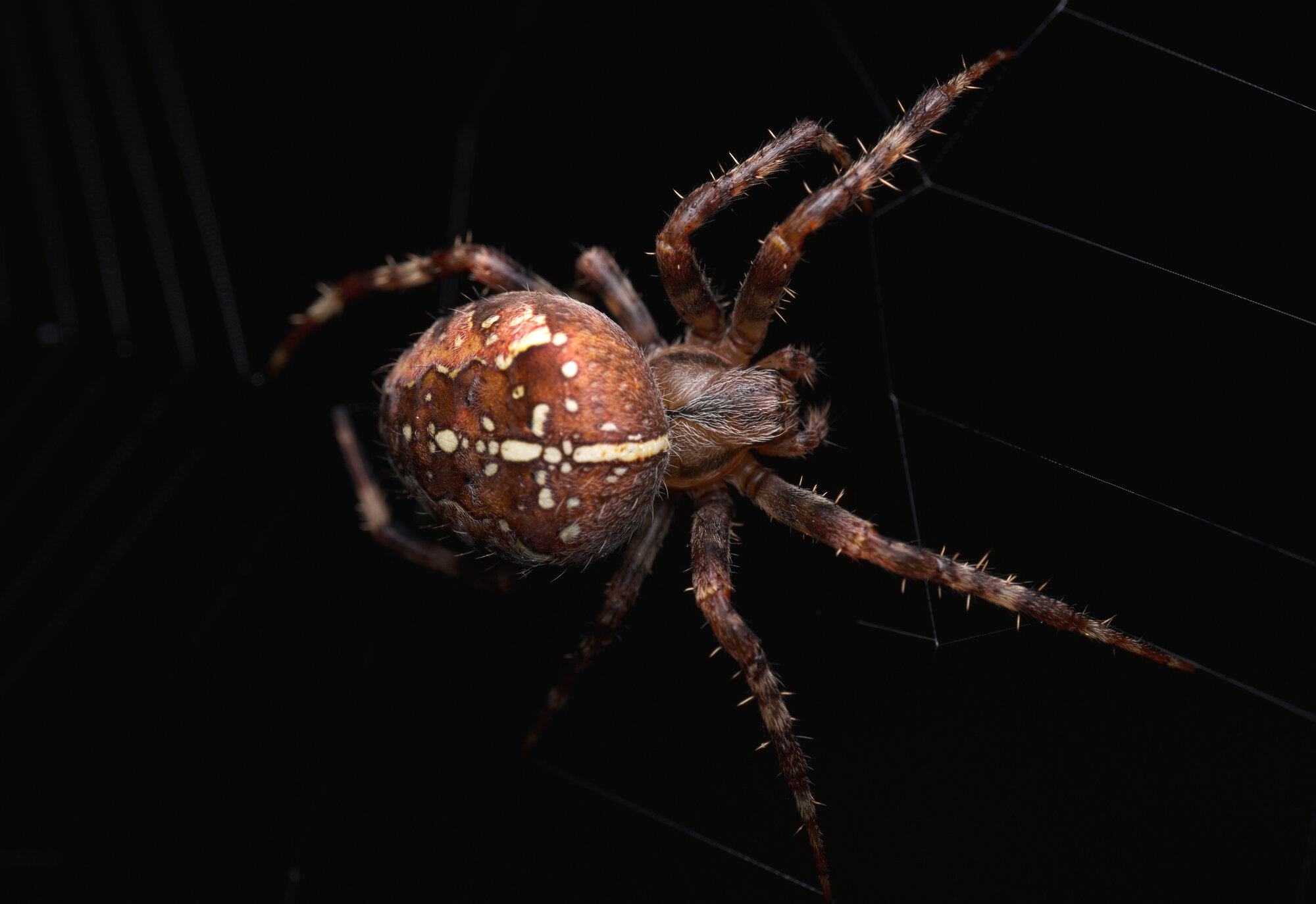 DSCF4316.jpg