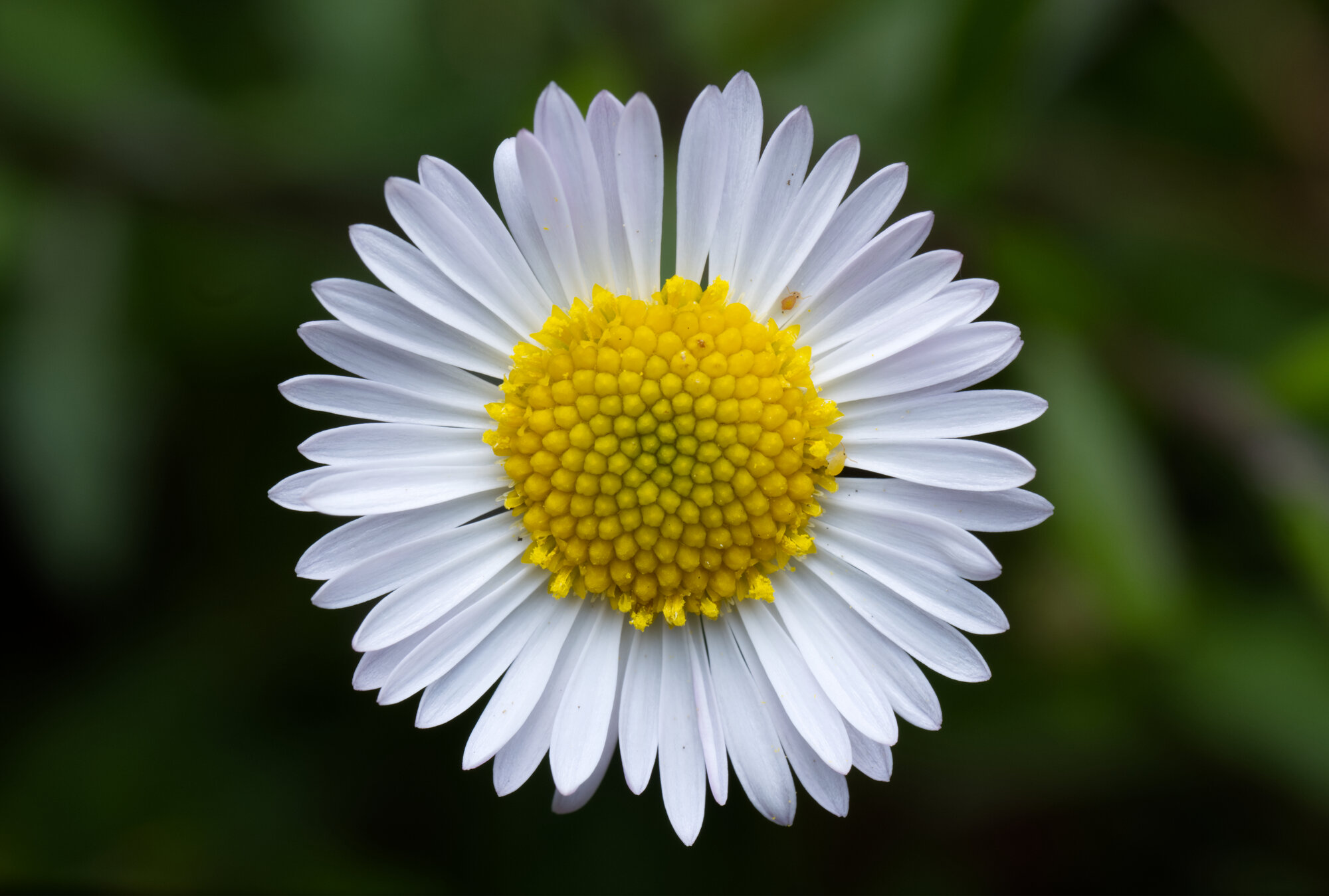 DSCF4918.jpg