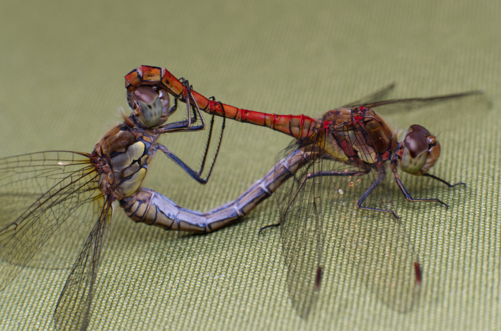 DSCF5614.jpg