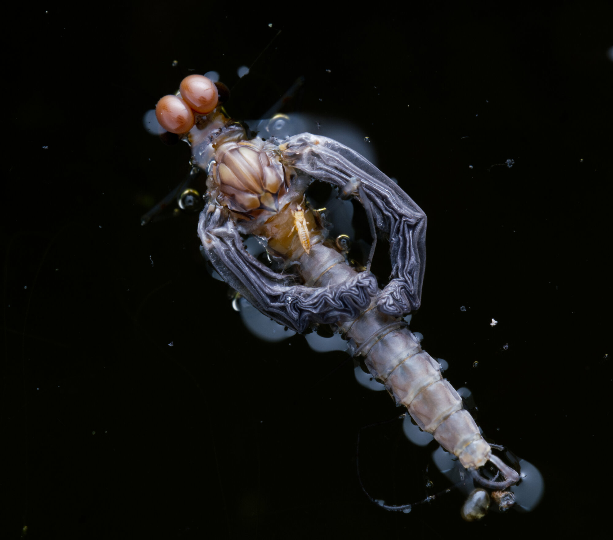 DSCF5740.jpg