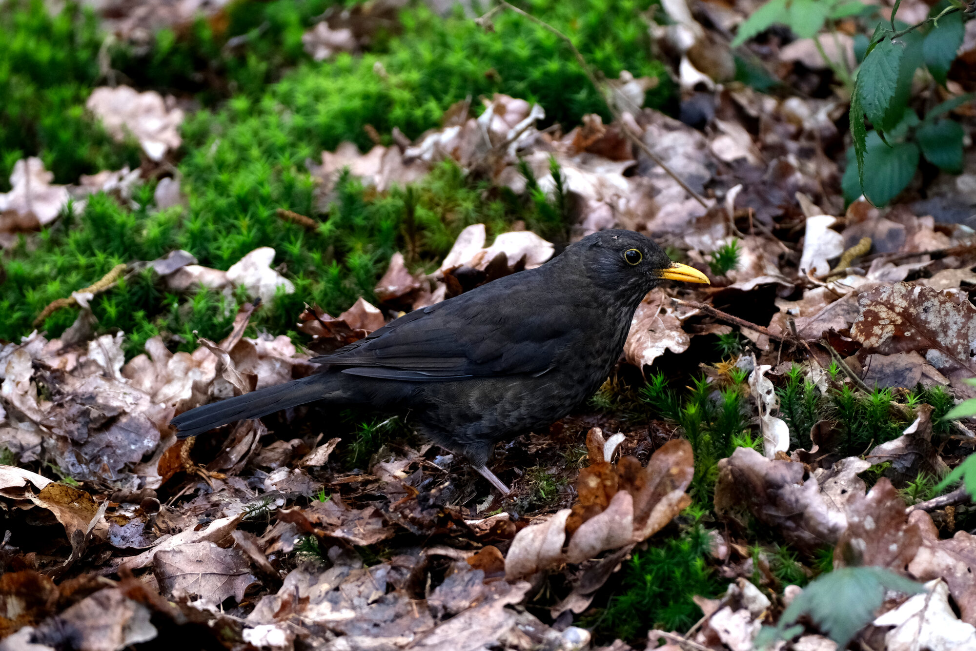 DSCF7286.jpg