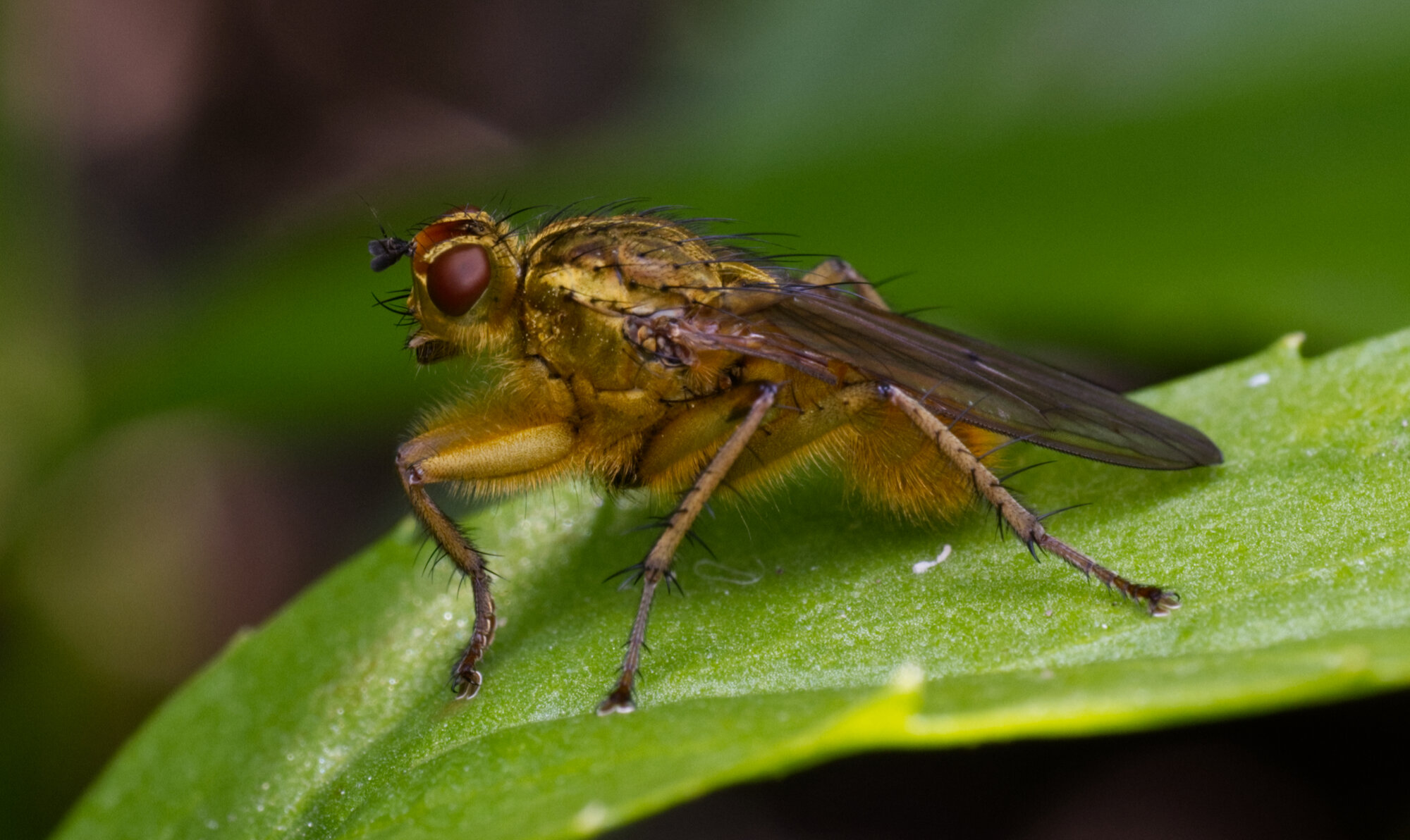 DSCF9243.jpg