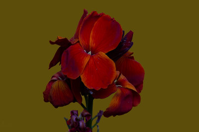 DSCF3700.jpg